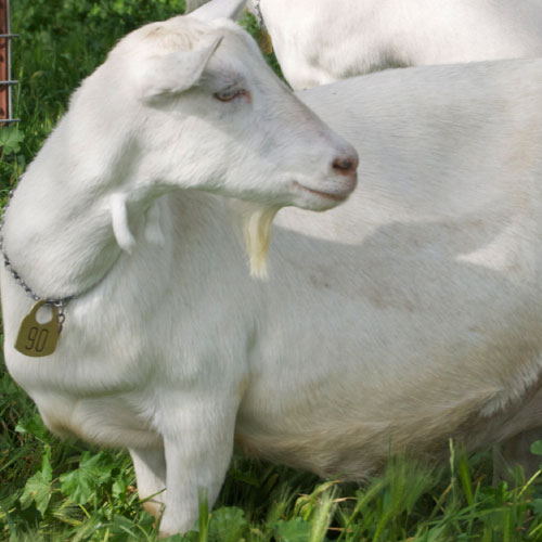 a white goat in the grass