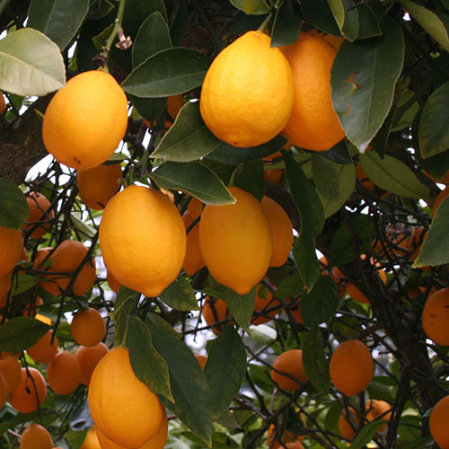 Lemon Kefir Sherbet Green Valley Lactose Free